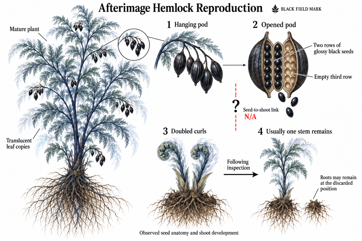 Afterimage Hemlock observations: pods contain two rows of black seeds and an empty third row. The link from seed to shoot is unknown. New shoots emerge as doubled curls; by the next inspection one stem usually remains, sometimes leaving roots at the discarded position.