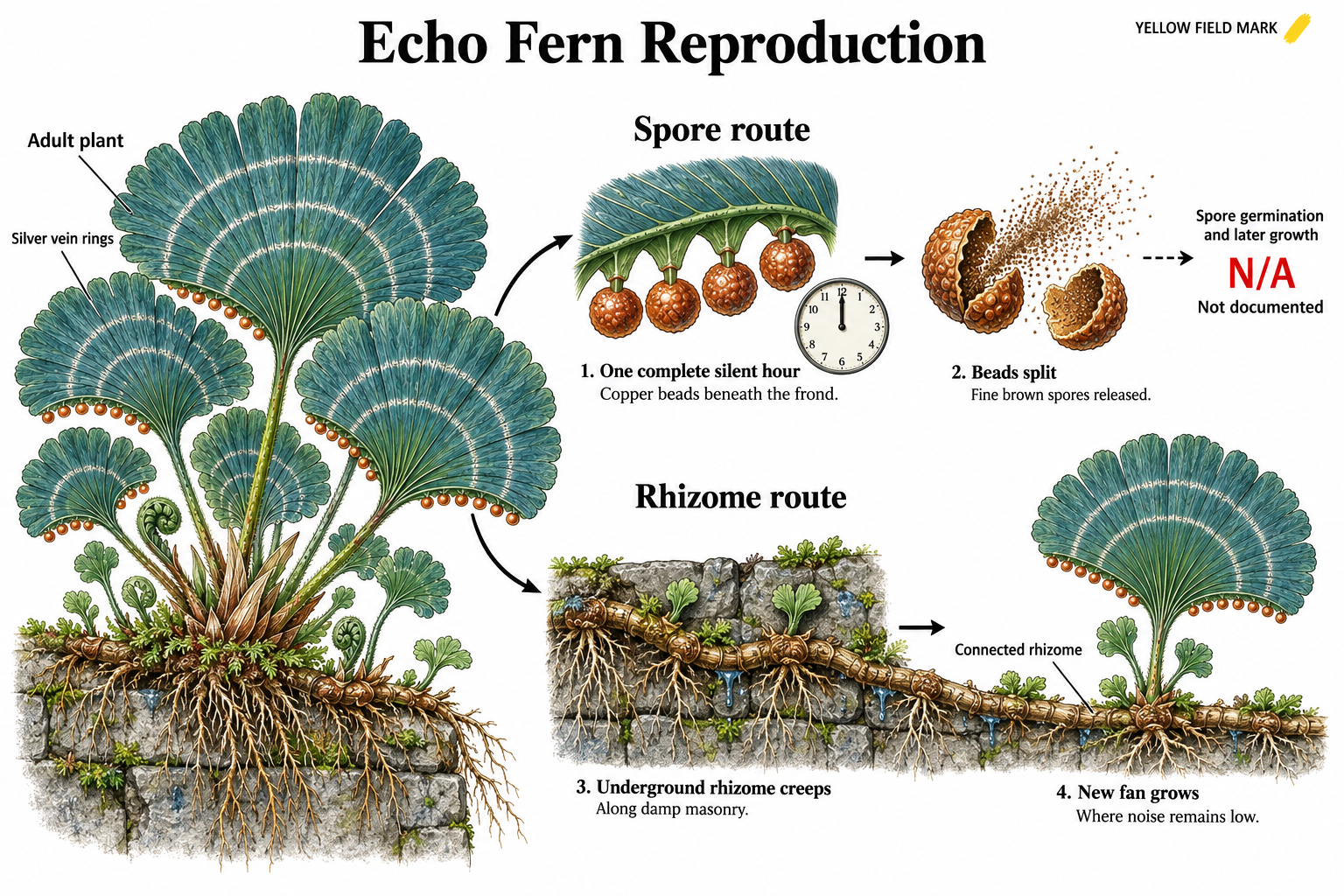Echo Fern reproduction diagram with two routes: copper beads split after a complete silent hour to release brown spores; an underground rhizome creeps along damp masonry and produces a new frond fan where noise stays low.