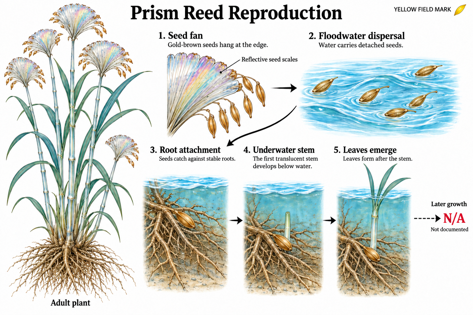 Prism Reed reproduction diagram: gold-brown seeds hang on a seed fan, floodwater carries them to stable roots, and a translucent stem develops underwater before producing leaves.