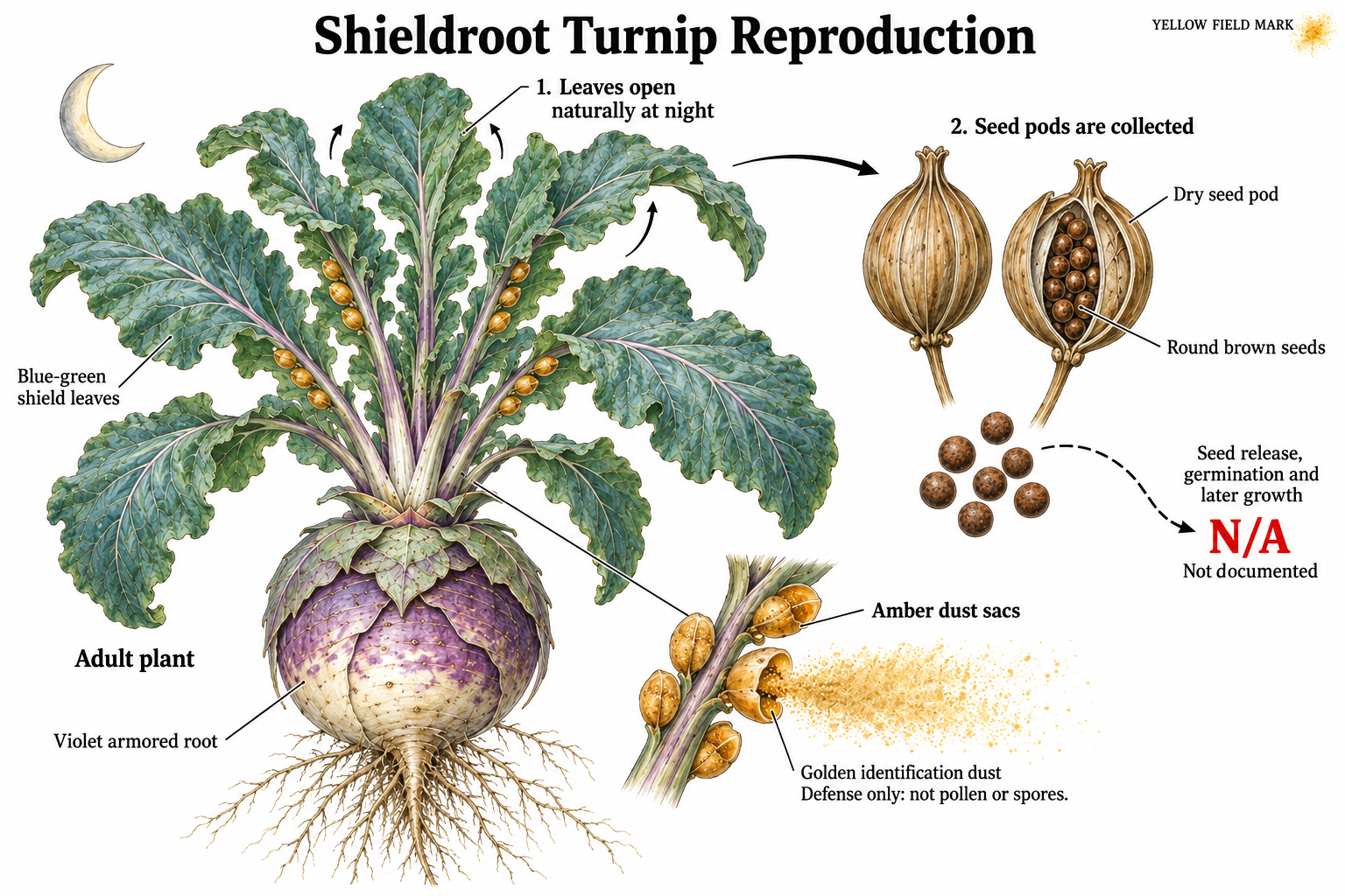 Shieldroot Turnip seed-pod diagram: leaves naturally open at night, when growers collect seed pods. Dispersal and germination are not documented. The golden dust is defensive, not reproductive.